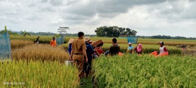 Gapoktan 
